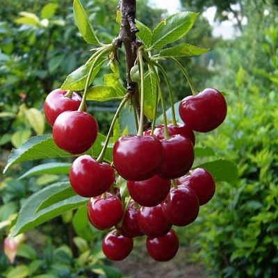 Продаю дачную вишню