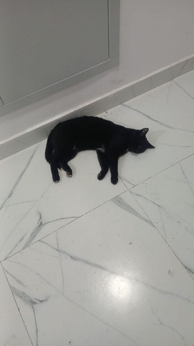 Котейка ищет дом. И любящих хозяев.