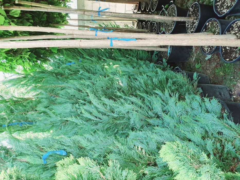 Tuia leylandii, gard viu, poze reale, pret minim.