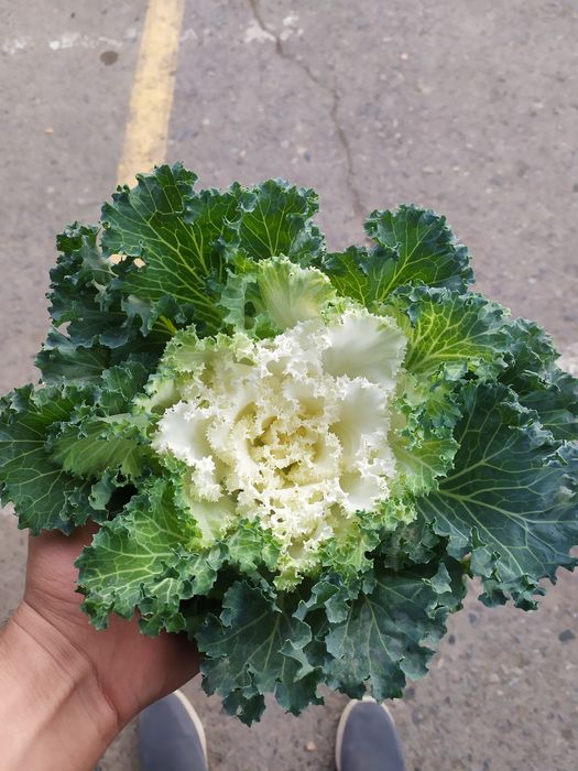 Karomgul mavsumiy gul