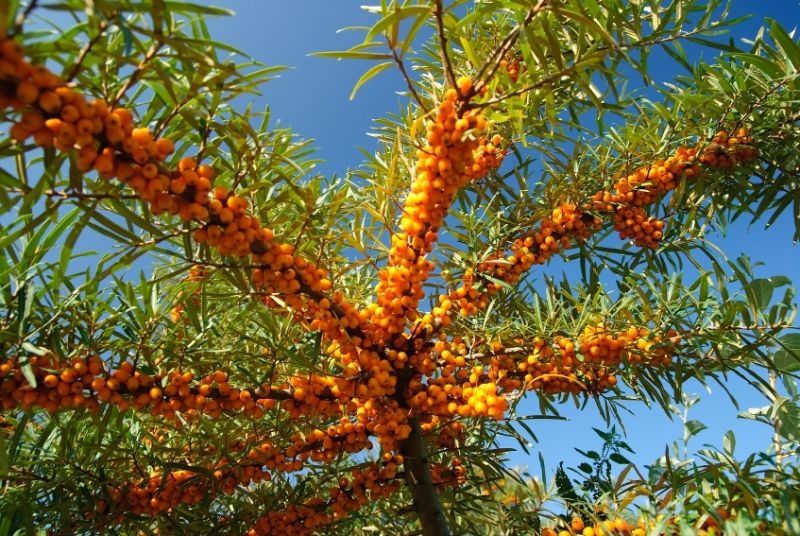Облепиха (Hippophae)