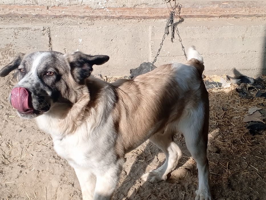 Zoti ALABAY  toza emlash qilingan