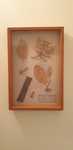 Accesoriu decor caseta display carpen vintage colectie Franța 1950