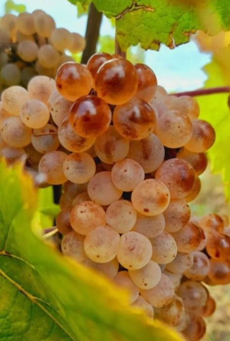 Vând struguri de vin 2025