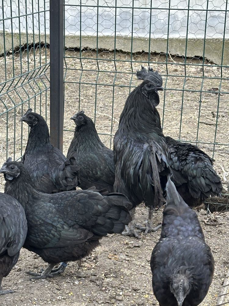 Oua de incubat Ayam cemani, rasa pura, gaini carne nragra