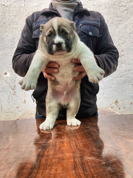 Щенок алабая ( мальчик ) супер гигант