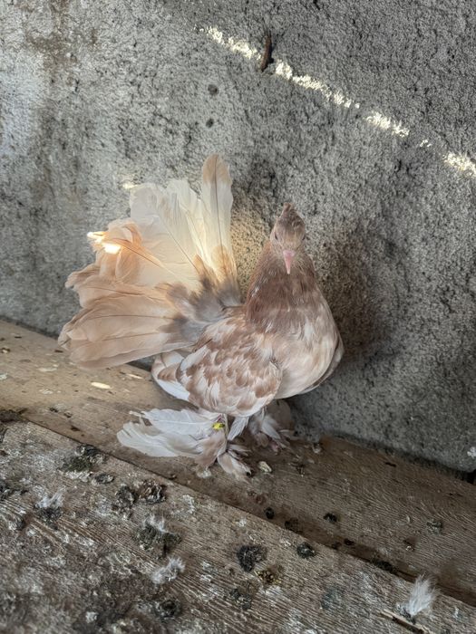 Porumbei Voltati Indieni