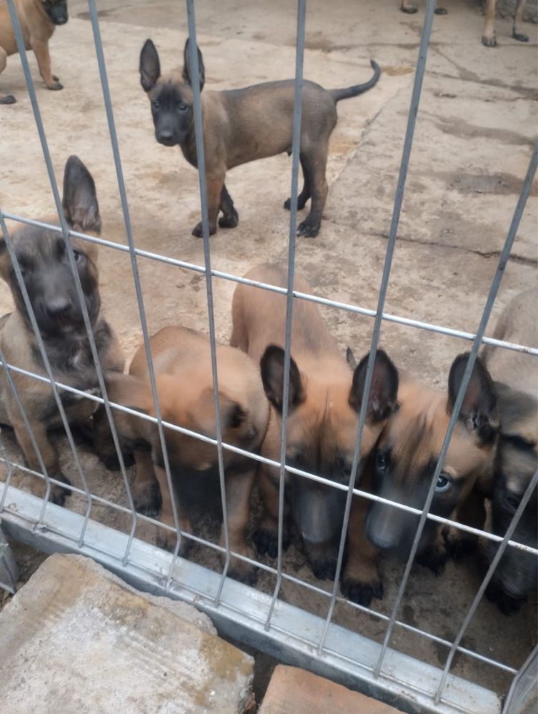 Белгийска Овчарка / Belgian Malinois