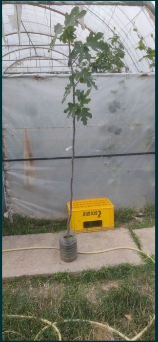 Smochin smochini in ghivece preț începând de la 15 lei