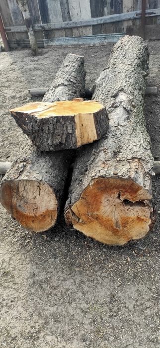 Bușteni din lemn de păr.