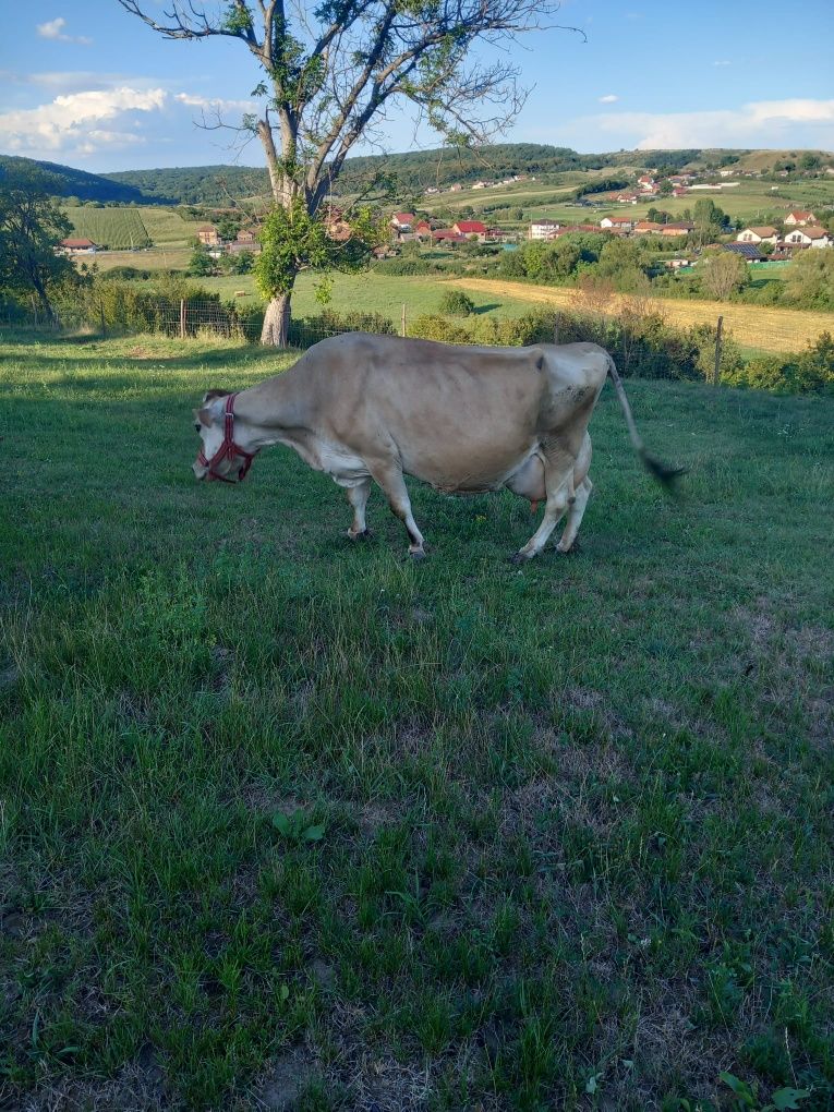 Vând vacă jersey