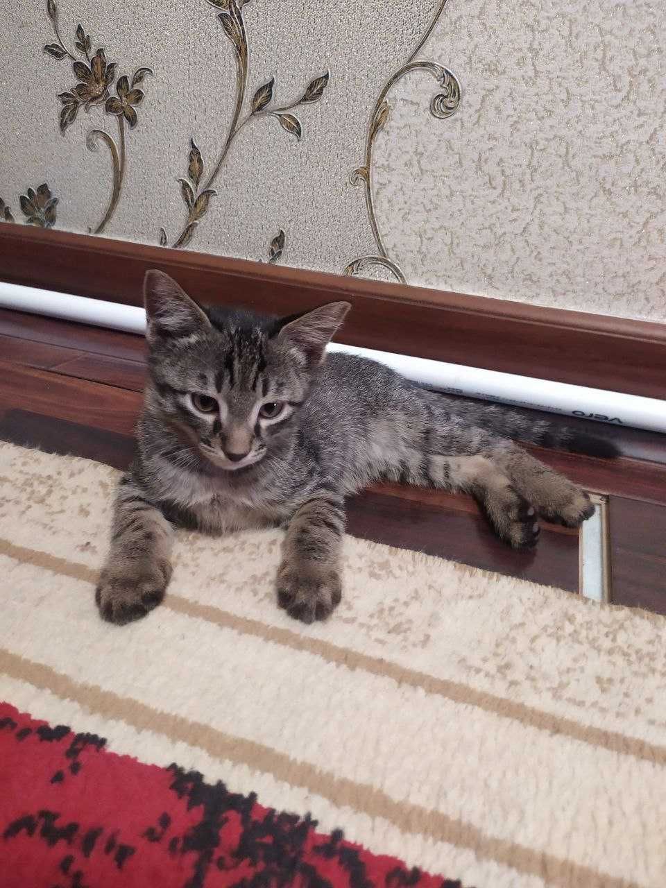3 Котейки 2 месячного возраста