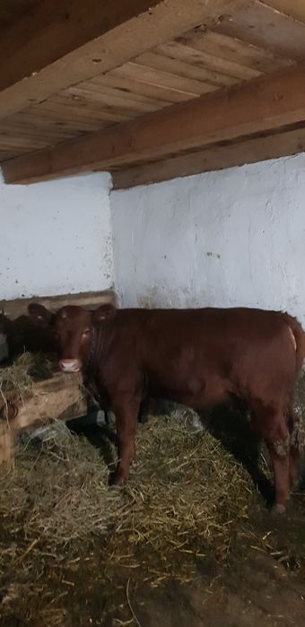 juninca Angus de tăiat sau prasila