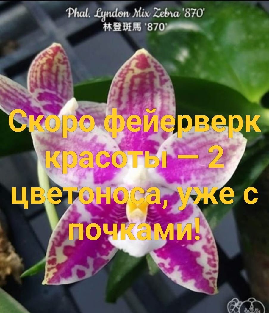Орхидея Phal. Lyndon Mix Zebra ‘870’ — звезда в мире орхидей!