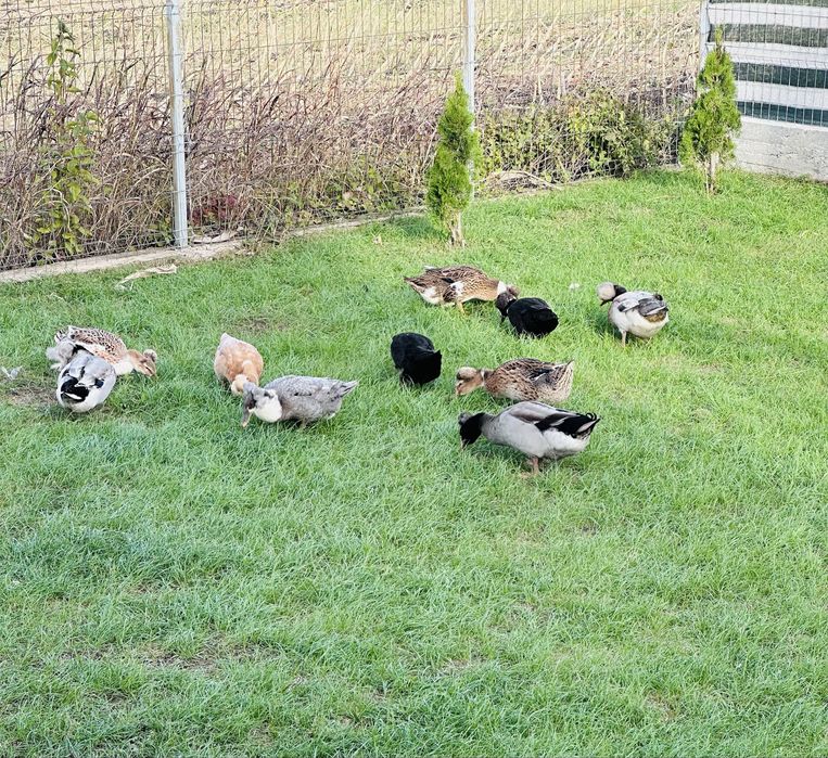 Picheri de vanzare binilici.  Si rate