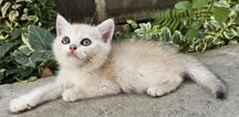 Британский шиншилла мальчик