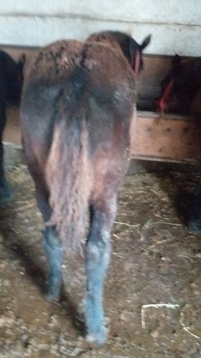 Vand 4 iepe si 4 manzi