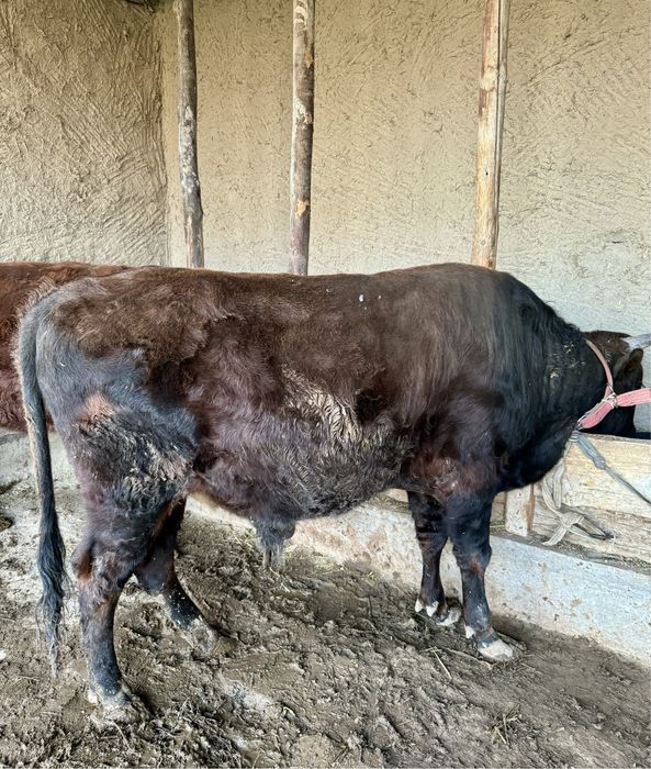 Бука таййор 1000% соглом