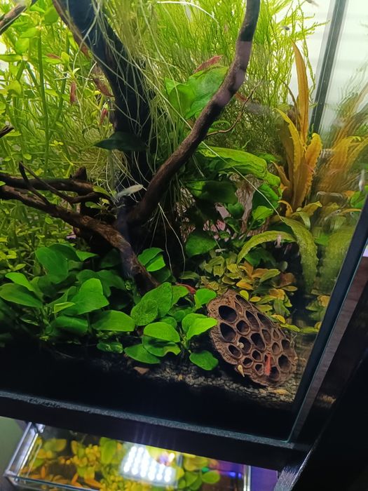 Creveti rosii acvariu red cherry