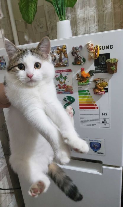 Отдам даром котенка