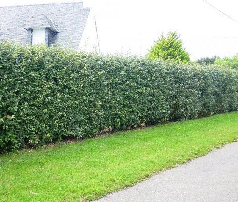 Gard viu, lemn cainesc, ligustrum, ulm de turkestan, buxus, carpen.