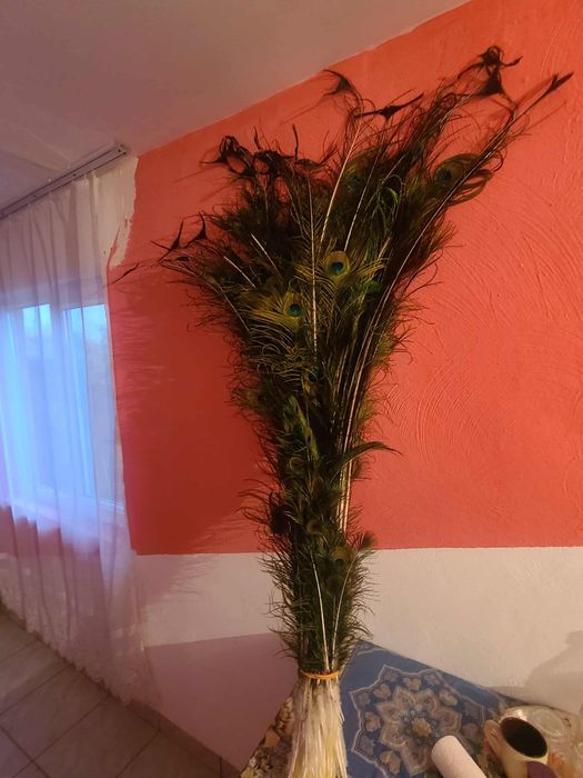 Flori , păsări, plante și animale pregătite pentru o casă nouă