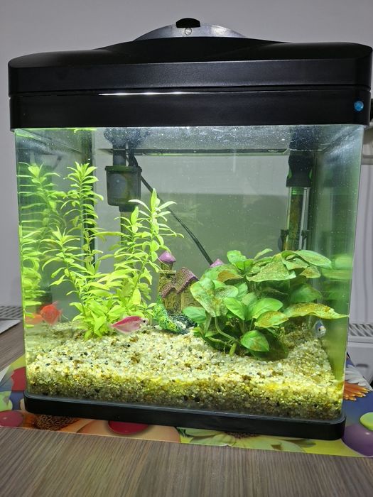 Acvariu 20 litri