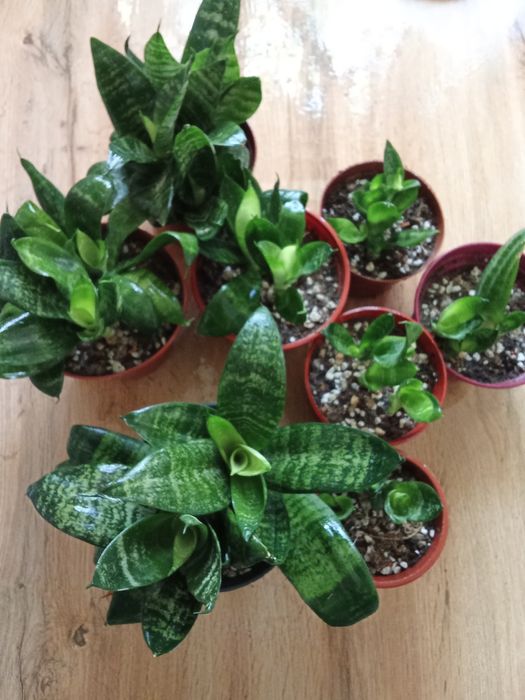 Сансивьерия компактное растение