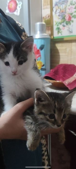 Котята в добрые ручки