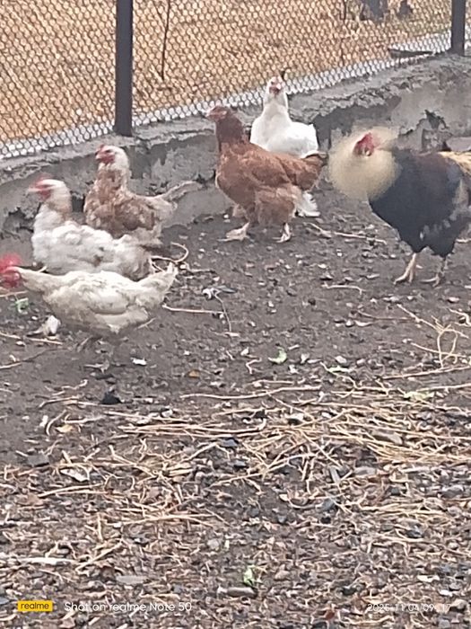 Продам курей несушек