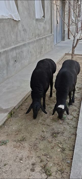 Qo‘zi qo‘chqorlar sotiladi.