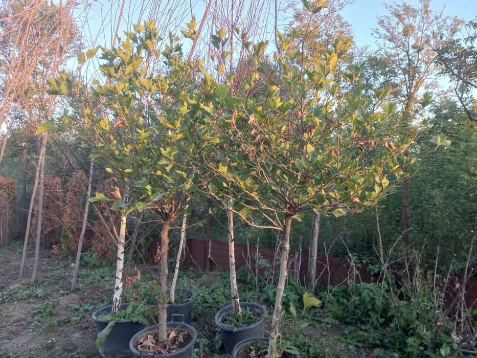 Vând plante ornamentale