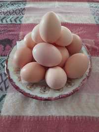 Домашние яйца 800т