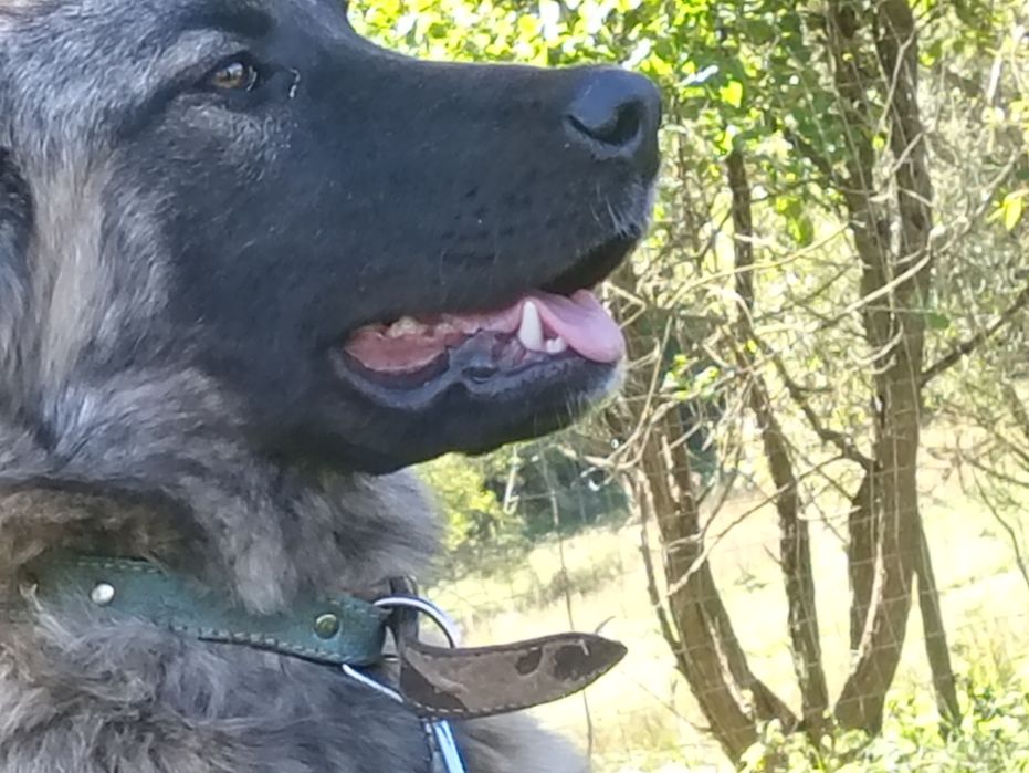Dau spre adopție cățelușă
