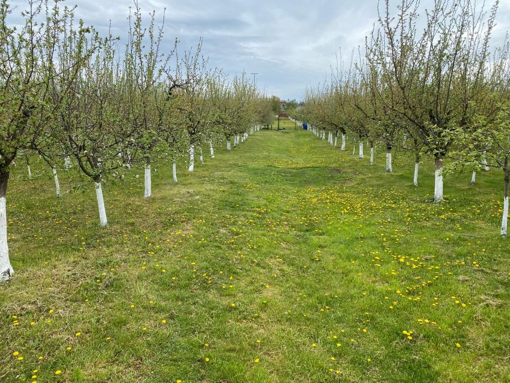 Vand teren intravilan in Alios , Jud TM suparafata 1500 m2
