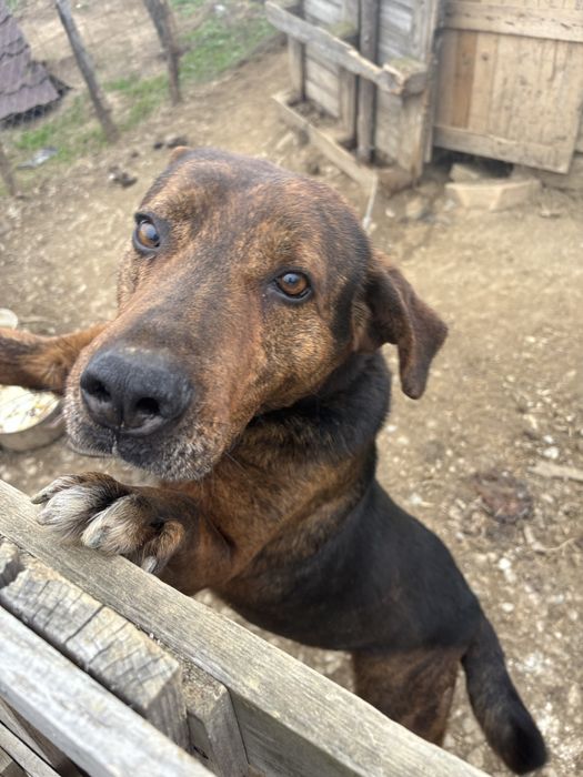 Donez Câine , mascul