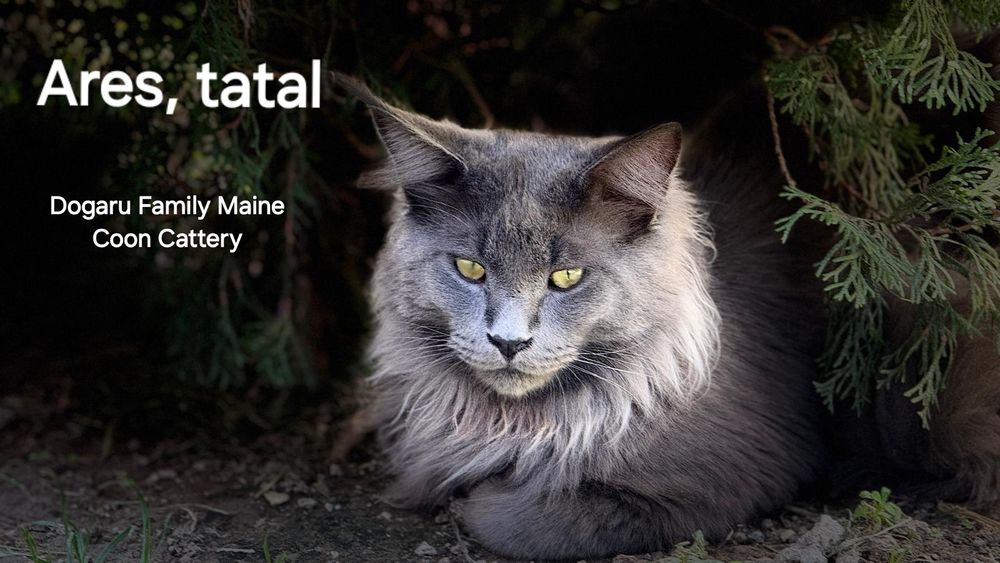Fetiță Maine Coon Pedigree
