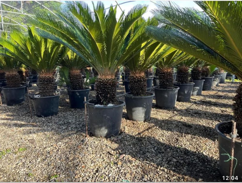 Palmier cycas, diferite dimensiuni, preturi negociabile