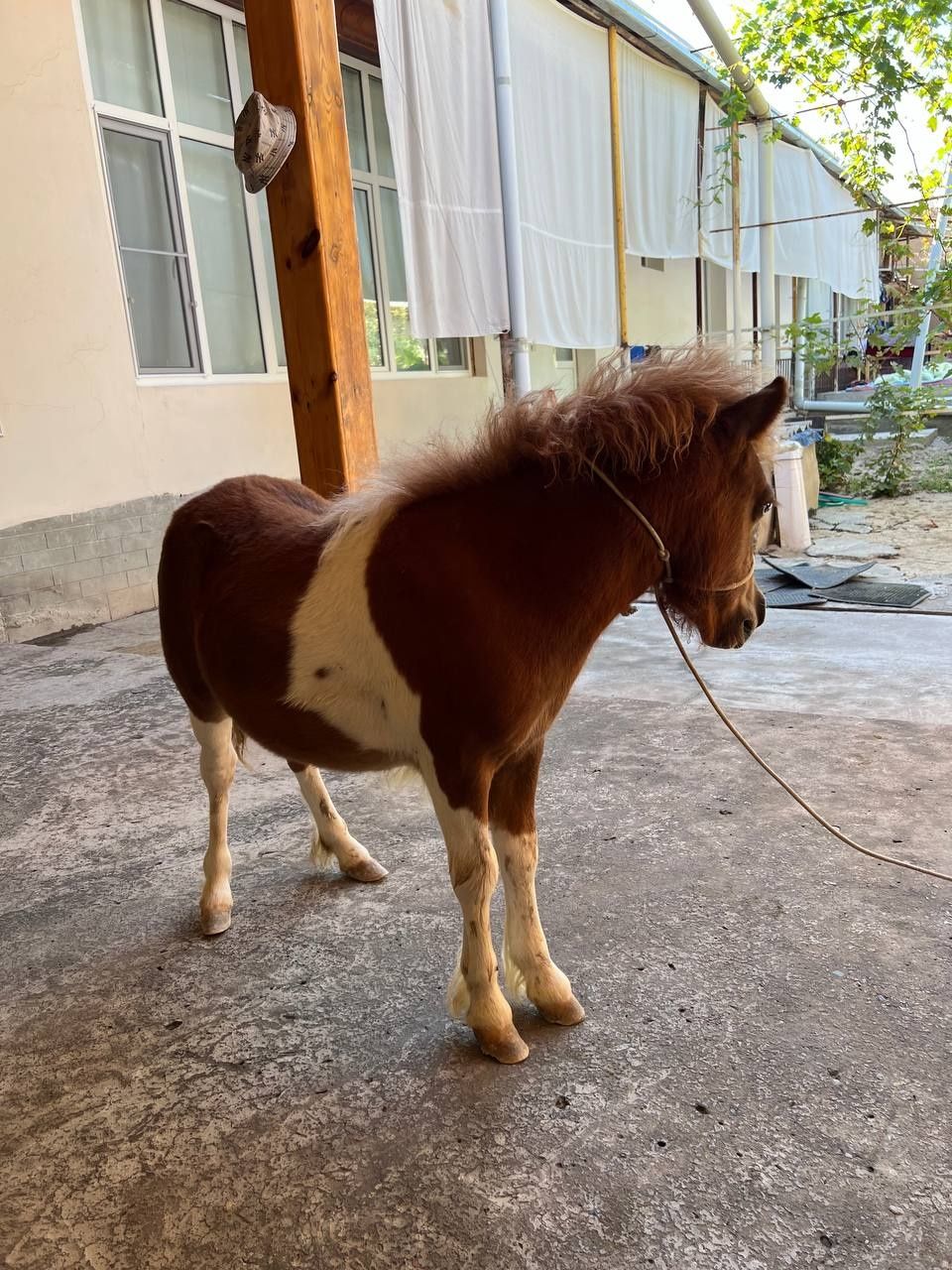 Poni ot sotiladi