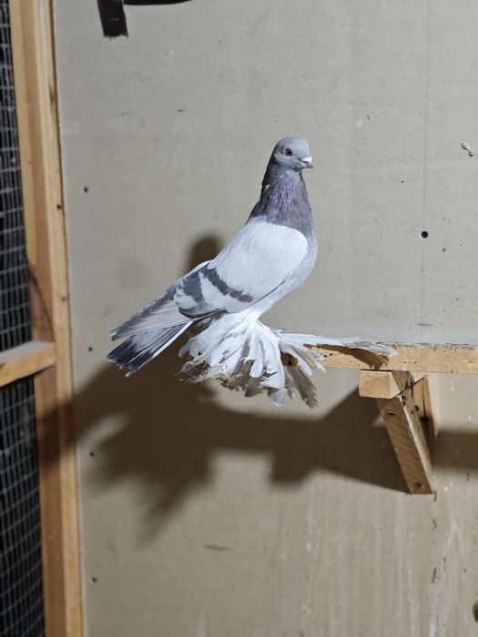 Kaptar kabutar golubi golubey uddi