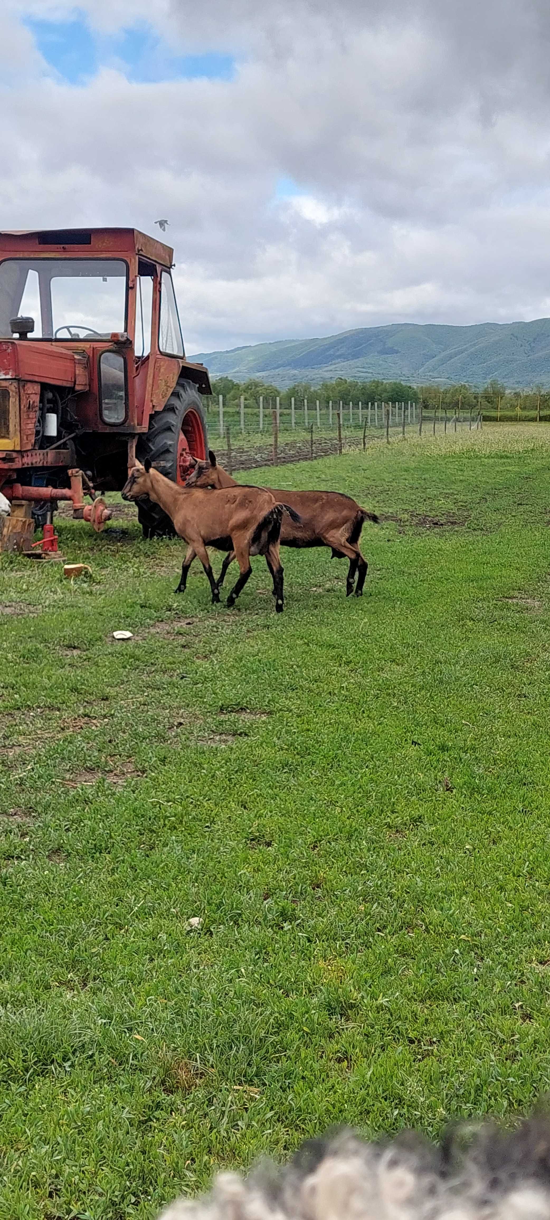 De vânzare un țap și 2 capre.