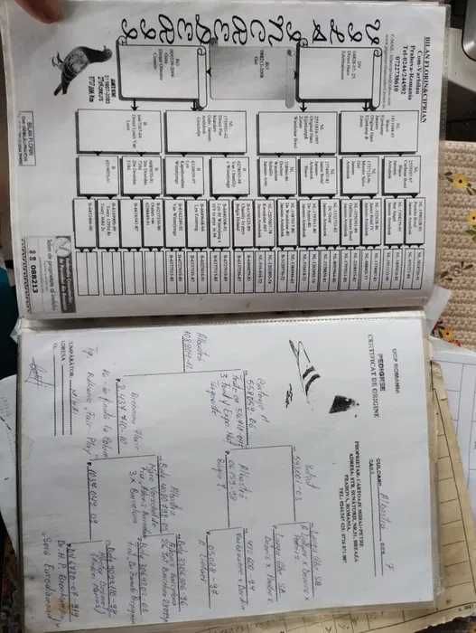 Porumbei voiajori cu pedigree de vanzare