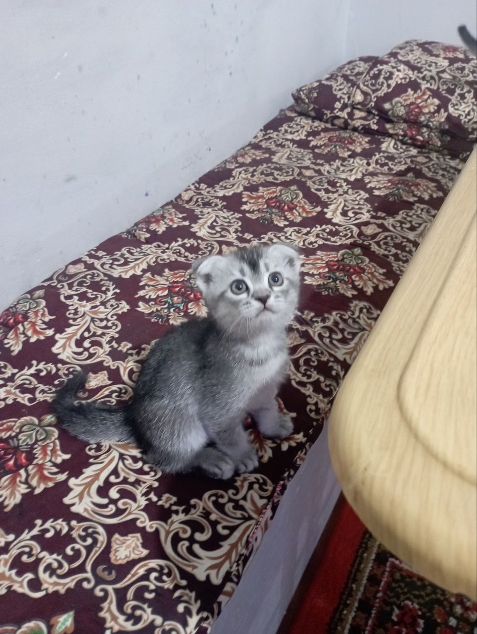 Шотландский вислоухие котята