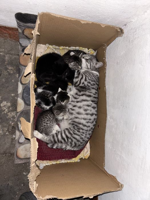 Кошка и котята 1 микрорайон