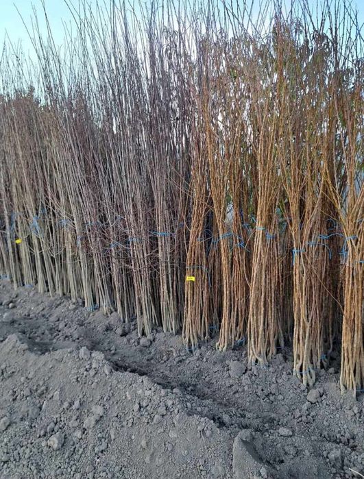 Pomi fructiferi certificati