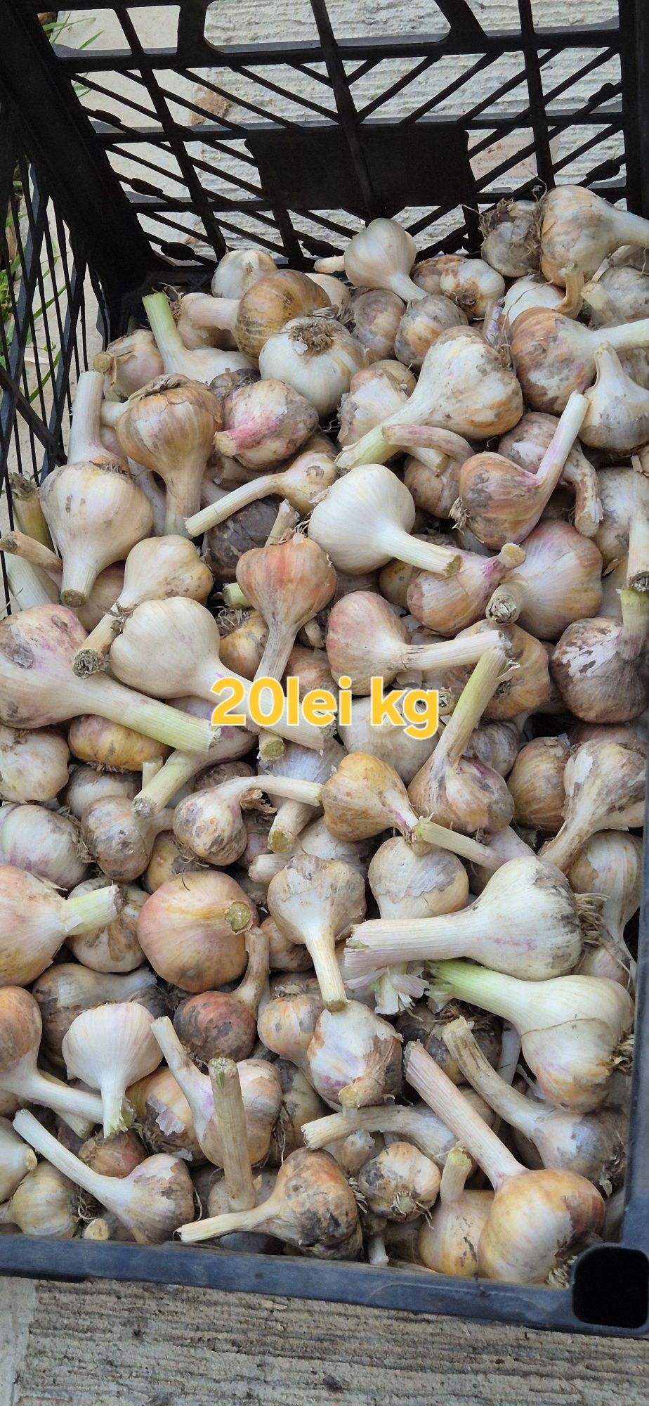 Vand usturoi recolta 2025
