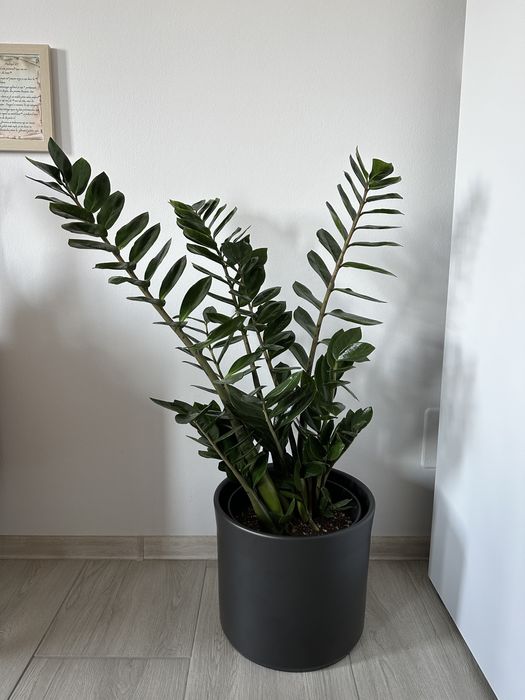 Mască Ghiveci Negru 32cm