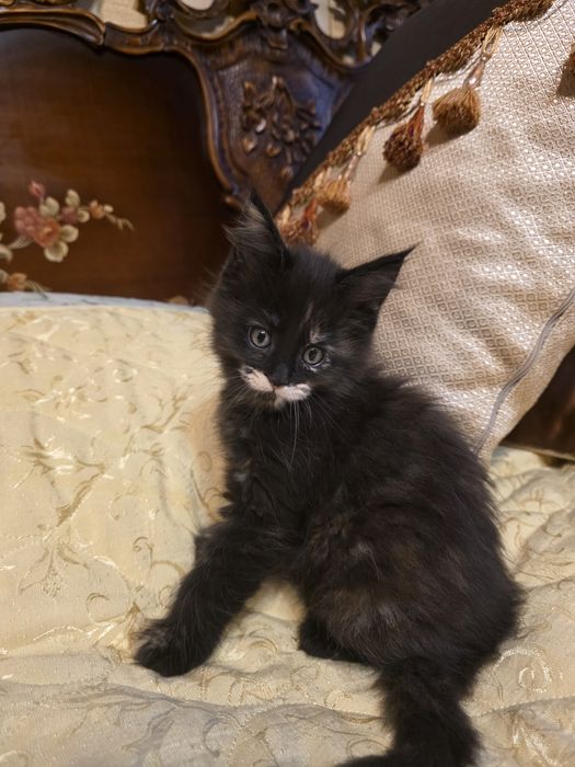 Мейн- кун котета