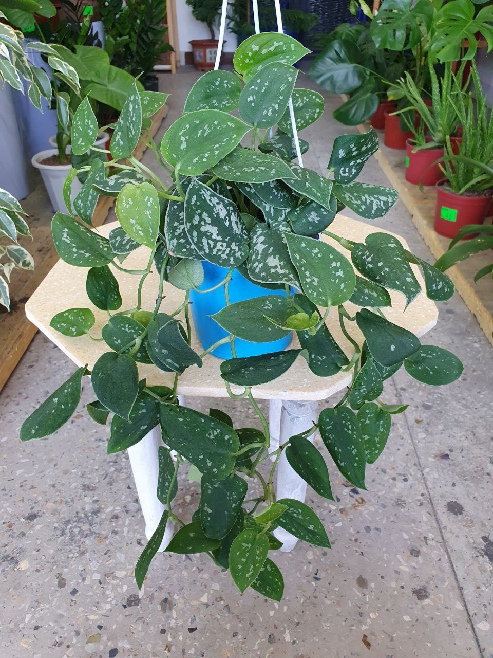 Stendapsus Стендапсус