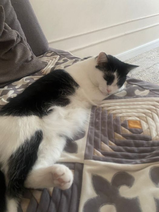 Отдаем кошку девочка